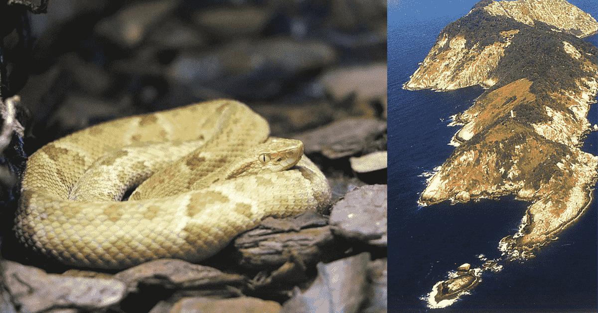Snake Island: Where snakes evolved differently