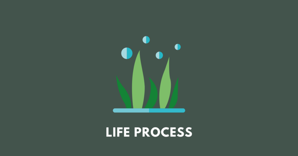 plants, illustrating science chapter 6 of class 10 Life Process