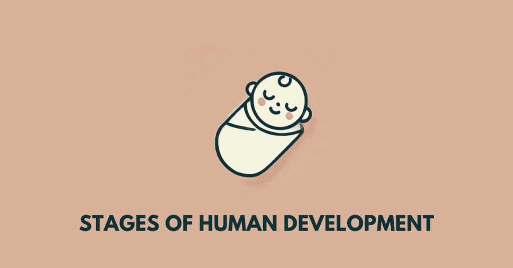 Stages of human development ahsec class 11